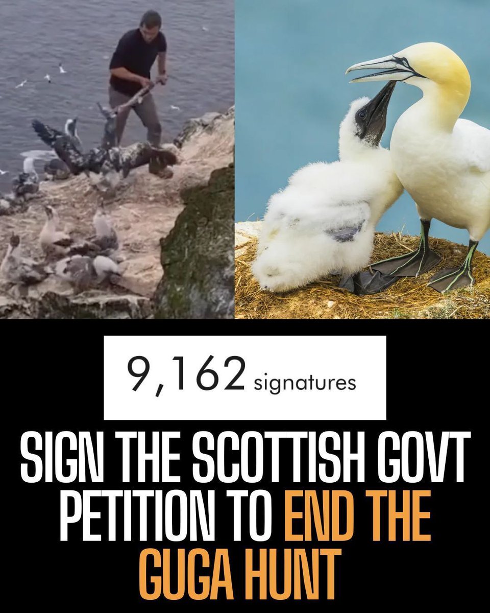 Protect the Wild tweet media