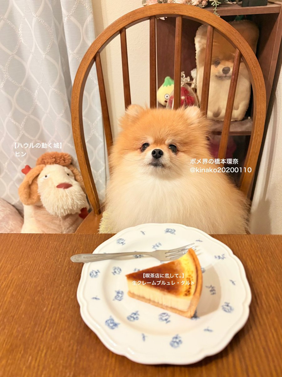 きなこ🐶🫰🍠@ポメ界の橋本環奈 (@kinako20200110) / Posts / X