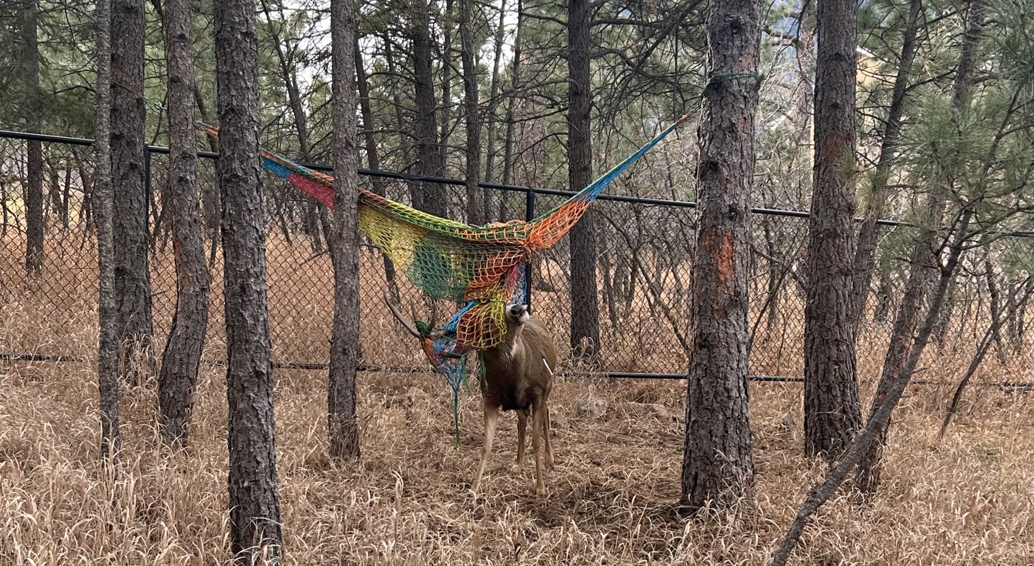 A buck entangled in a hammock net stands in the woods