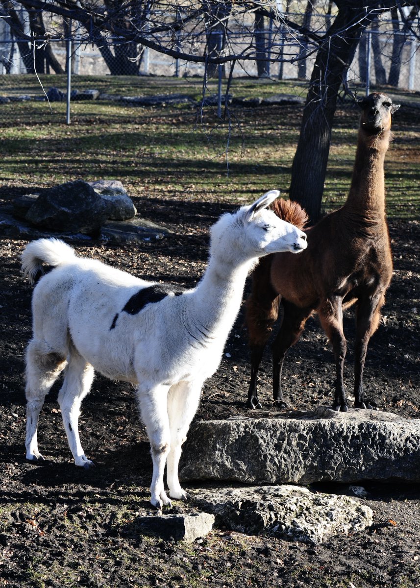 cliche_mist's tweet image. Earl Grey (front) and Pekoe, today at @assiniboinezoo #Llama #NikonPhotography #Winnipeg