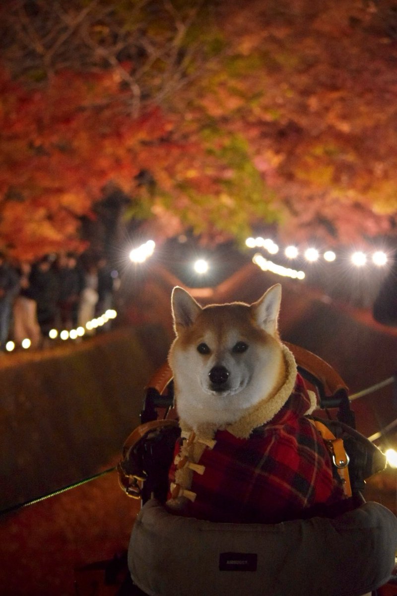 柴犬まめ (@SIBAINU_MAME) / Posts / X