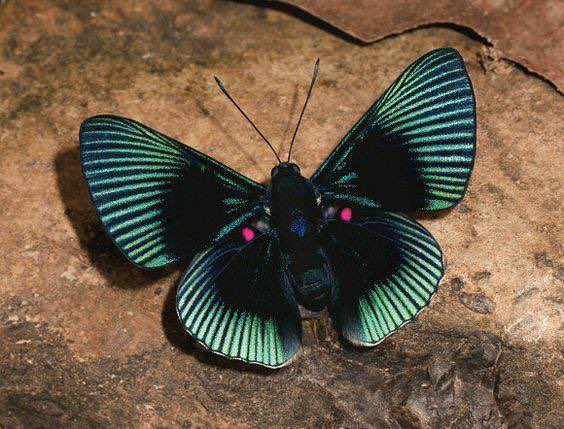 joehansen's tweet image. Lyropteryx apollonia from the Amazon rainforest.  

(Photo Kashi Kashif)