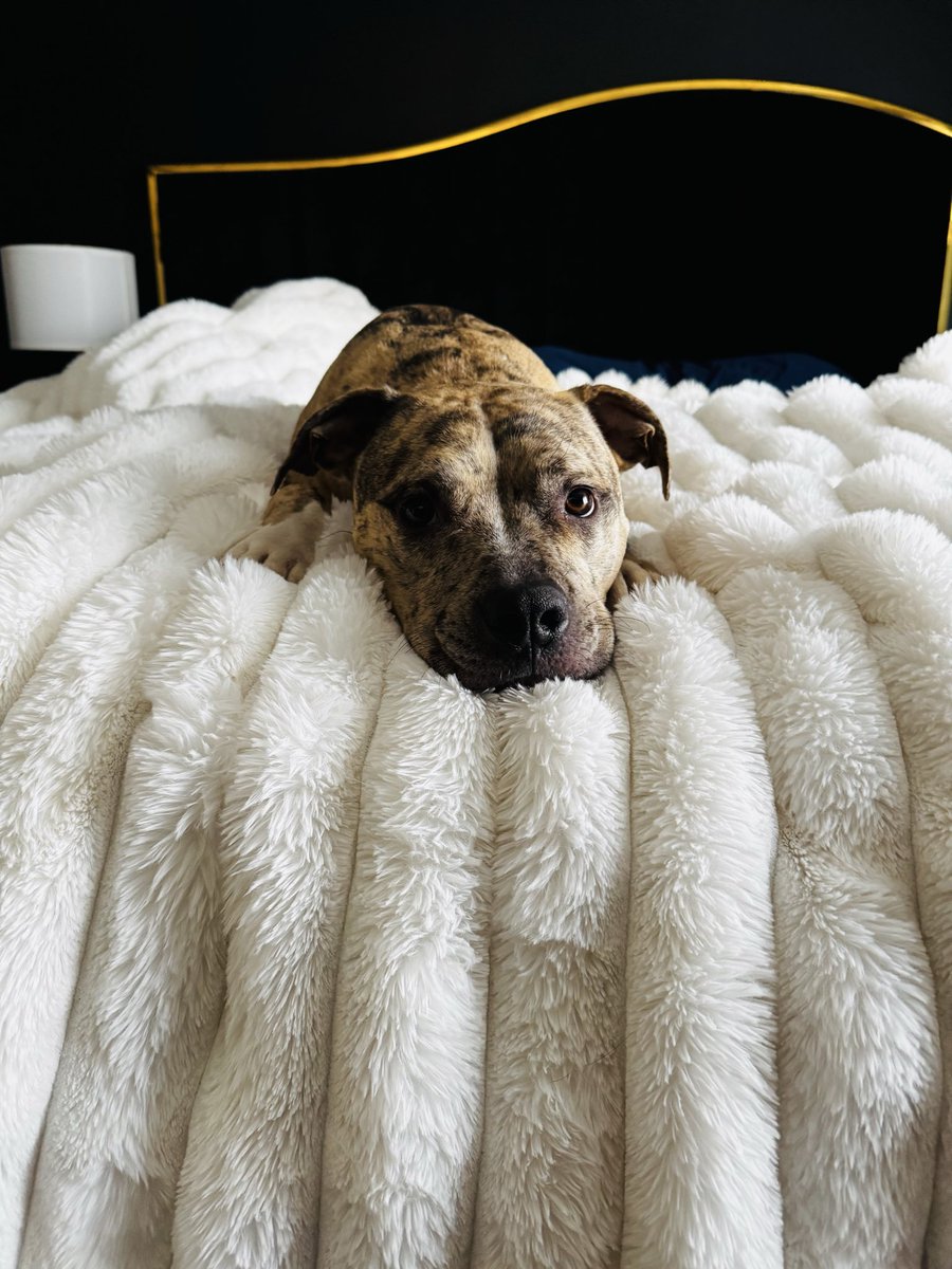 _Proj3ctManager's tweet image. He knows better, but he’s adorable!