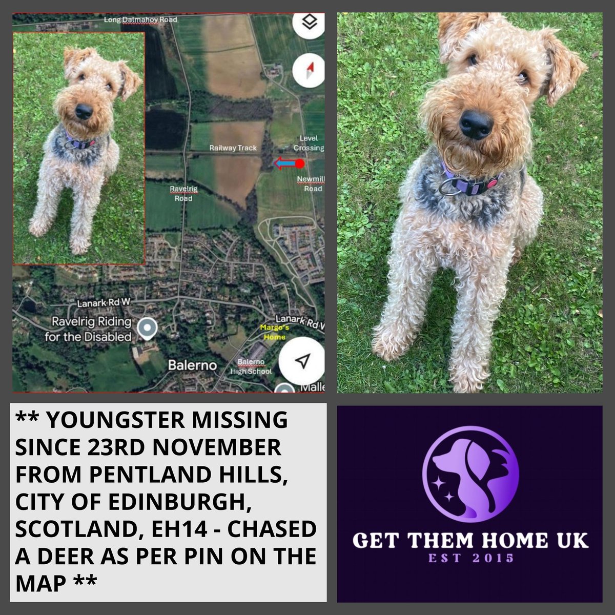 The_Animal_Team's tweet photo. #AiredaleTerrier #missing from #PentlandHills #Edingburgh #EH14 area, #Scotland since November 23rd, 2025. Black/Tan, purple collar.  DL: https://t.co/5jbzcPcTHo #MissingDog #LostDog #DogsOfTwitter https://t.co/sh2KJEIZdo