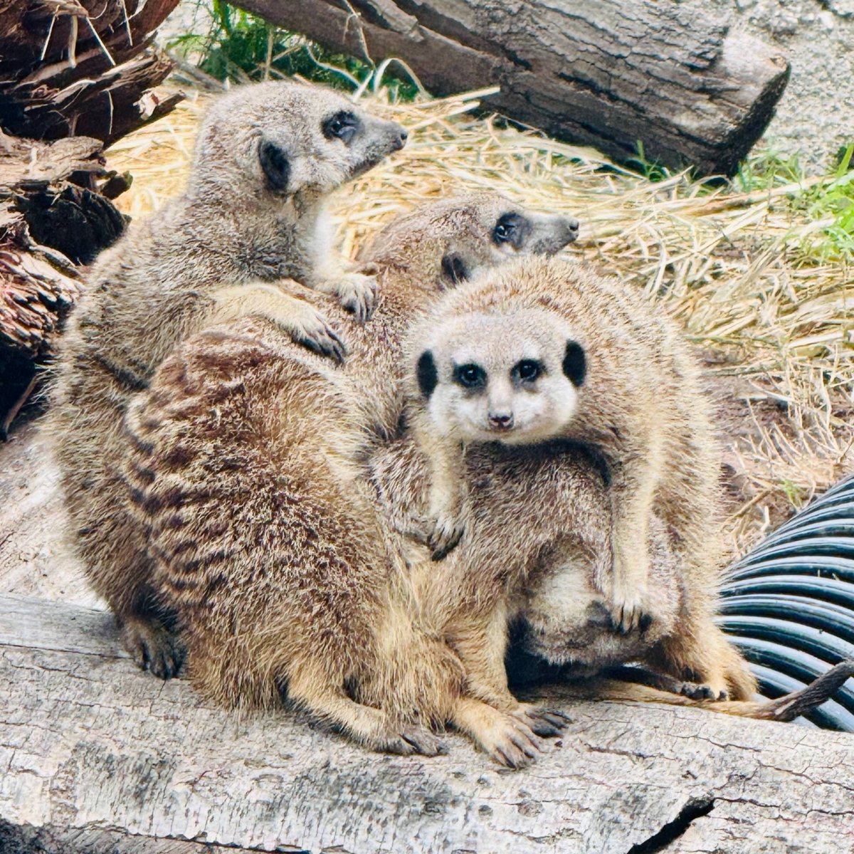 oakzoo's tweet image. Well, that&apos;s one way to do a meerkat cuddle puddle...

 📸: Keeper Amy