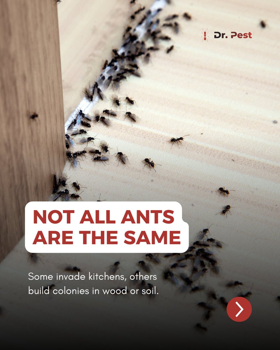 itsdoctorpest's tweet image. Ant problems hit differently depending on the species. Some invade kitchens, others live in wood or soil, and each one needs a specific approach. Knowing what’s crawling around your home helps you stop them before they spread.

#drpest #pestcontroltips #antproblems