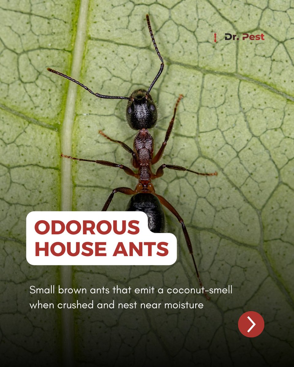 itsdoctorpest's tweet image. Ant problems hit differently depending on the species. Some invade kitchens, others live in wood or soil, and each one needs a specific approach. Knowing what’s crawling around your home helps you stop them before they spread.

#drpest #pestcontroltips #antproblems