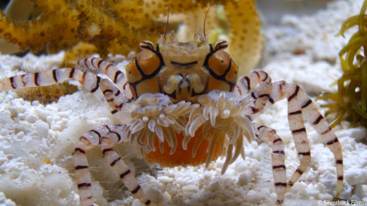 nhk_darwin's tweet image. ＼クイズの答え／

キンチャクガニのポンポンの正体は、
小さなイソギンチャク！

毒があるイソギンチャクを護身用の武器にしています

でも、お腹が空くと食べちゃうことも･･･😱

🟧⏰30日 日曜夜7時30分～🟧
『ピンチを乗り切れ！ 子育てサバイバル』
nhk.jp/darwin/

#ダーウィンが来た