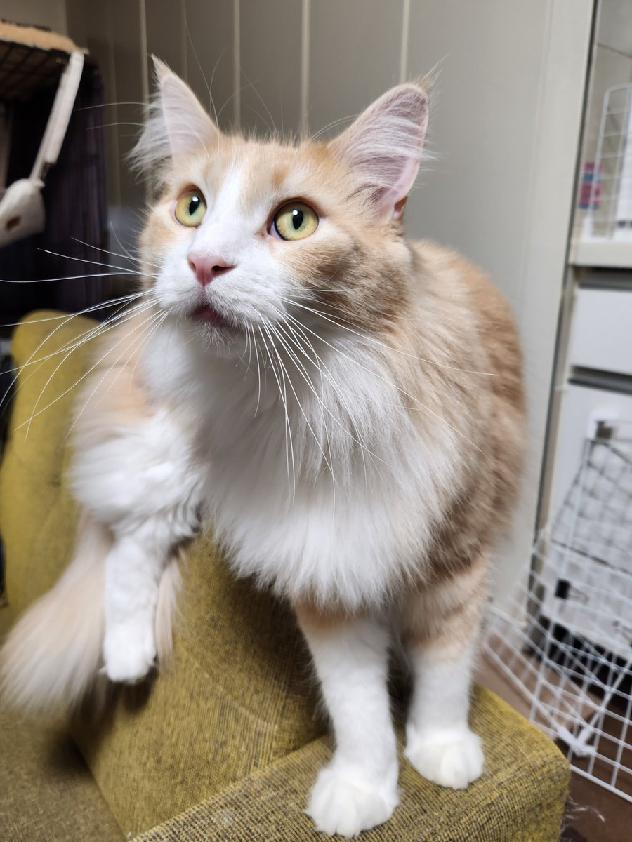 おはようございます☁️
クーちゃん、雨降ってる？
#メインクーン #猫のいる暮らし #猫好きさんと繋がりたい