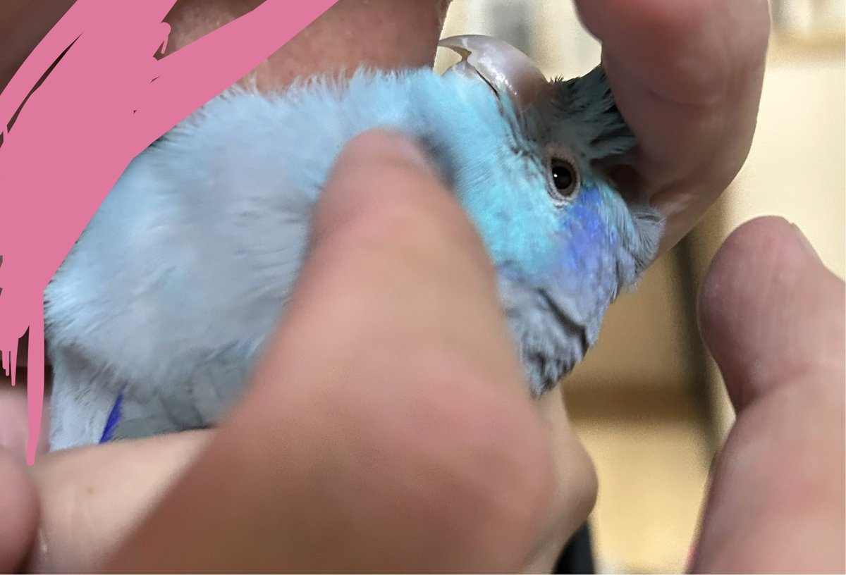 鳥吸いされてこの顔である
 #マメルリハ