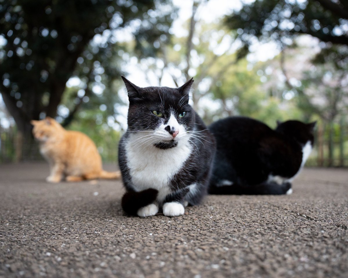 YokohamaCats16's tweet photo. 全方位ニャルソック体制
🐾
#猫 #ねこ #ネコ #cat #tokyocameraclub #catcon #tea_journal #NEKOくらぶ https://t.co/xBf5tnHVd3