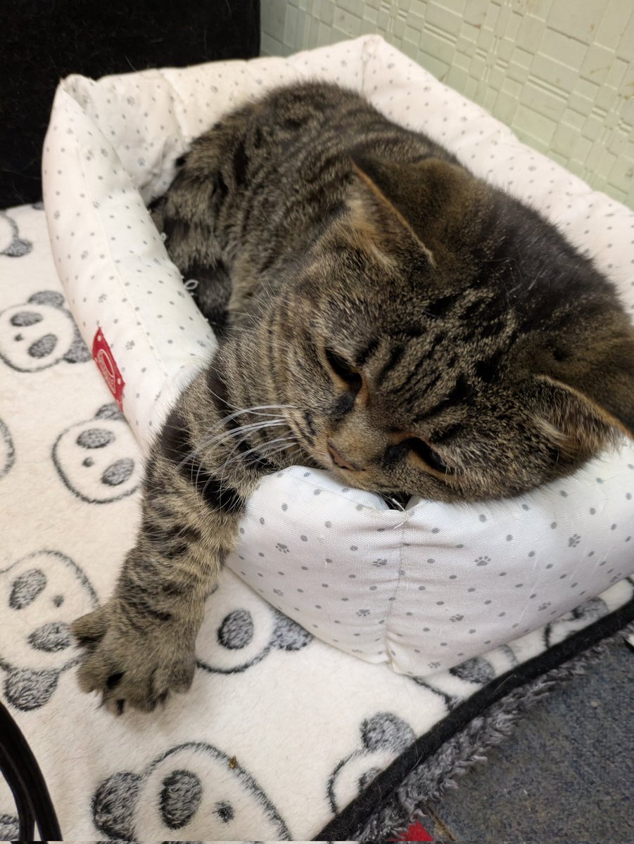 ねこのうしろあたま (@ushiroatama9) / Posts / X