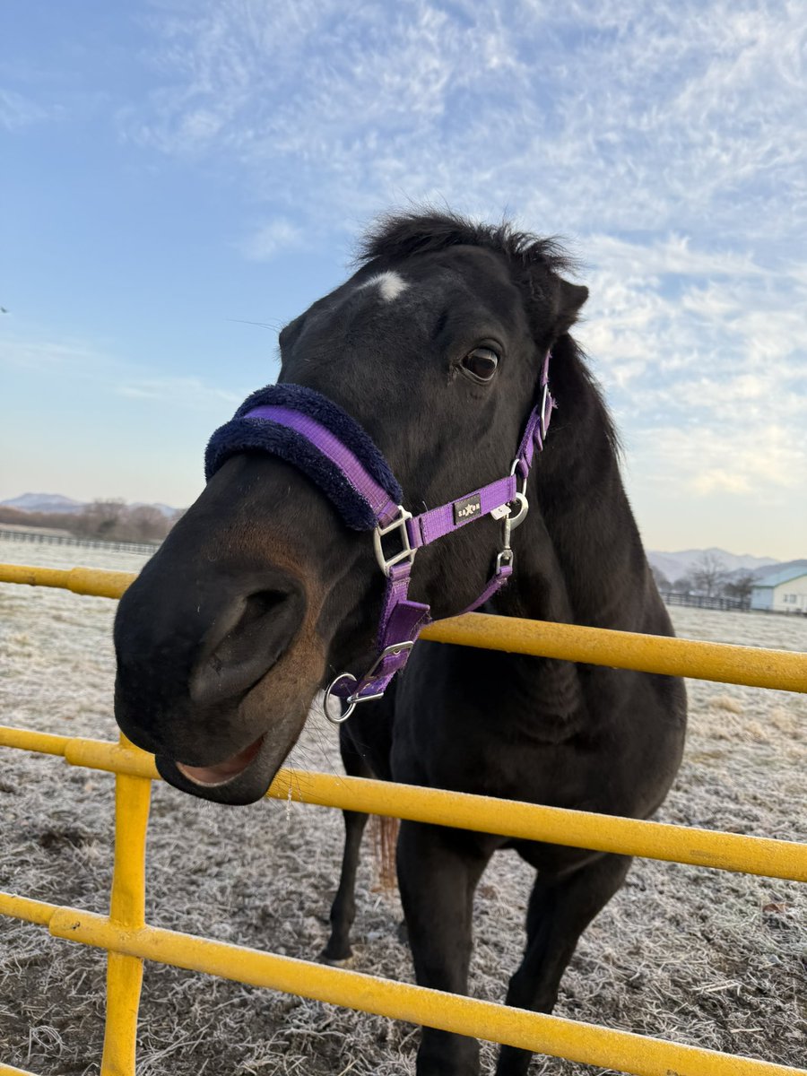 tominafarm's tweet image. 今日も激おこティラノ🦖