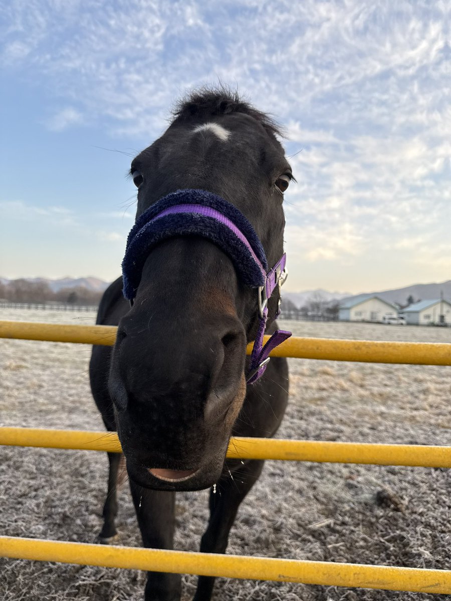 tominafarm's tweet image. 今日も激おこティラノ🦖