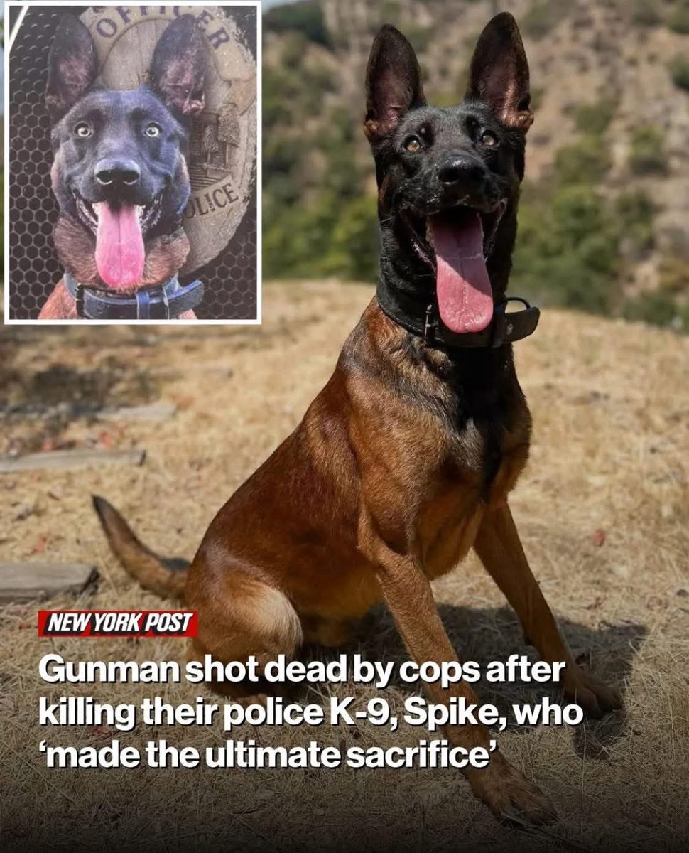 GuntherEagleman's tweet image. RIP Spike 🙏