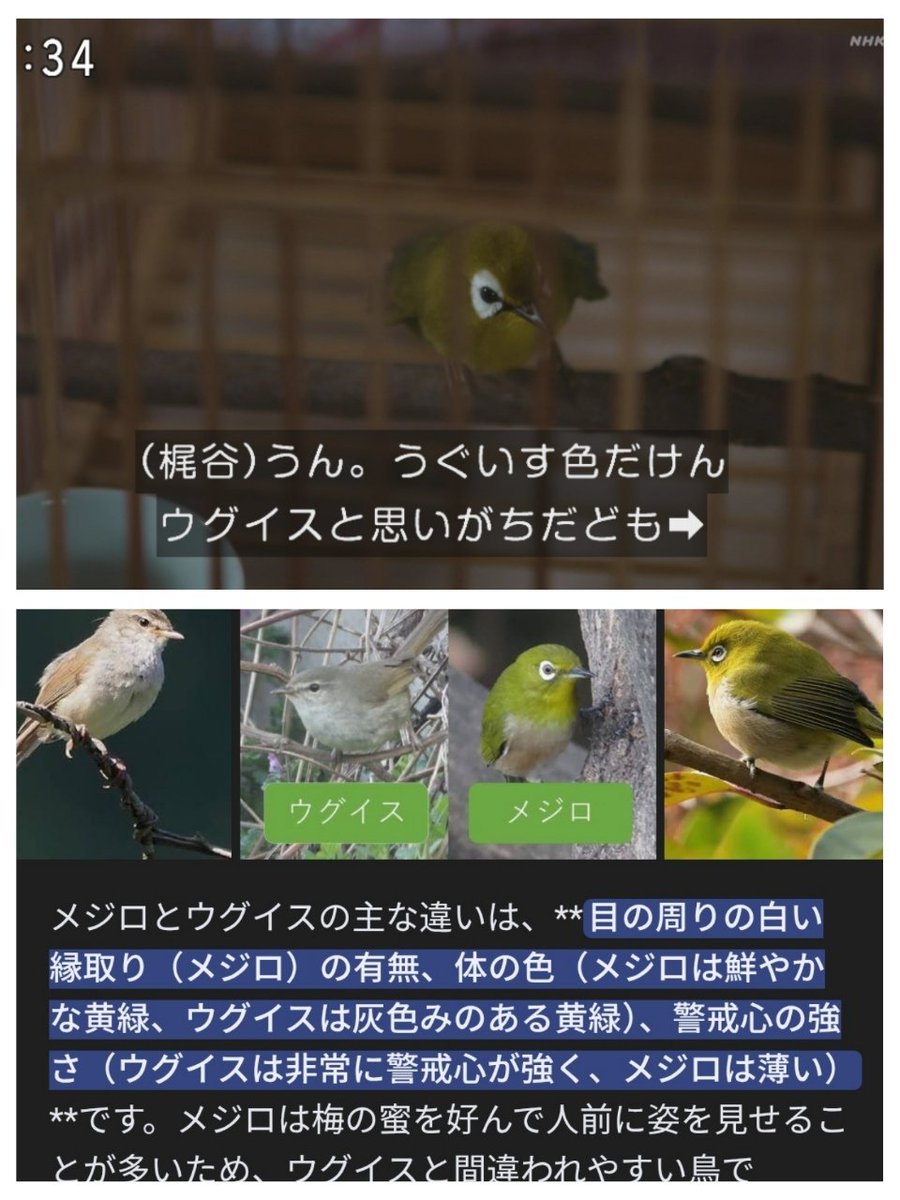 42【 ノーホケキョ で フィニッシュです🦜】ウグイス（名付けチェア