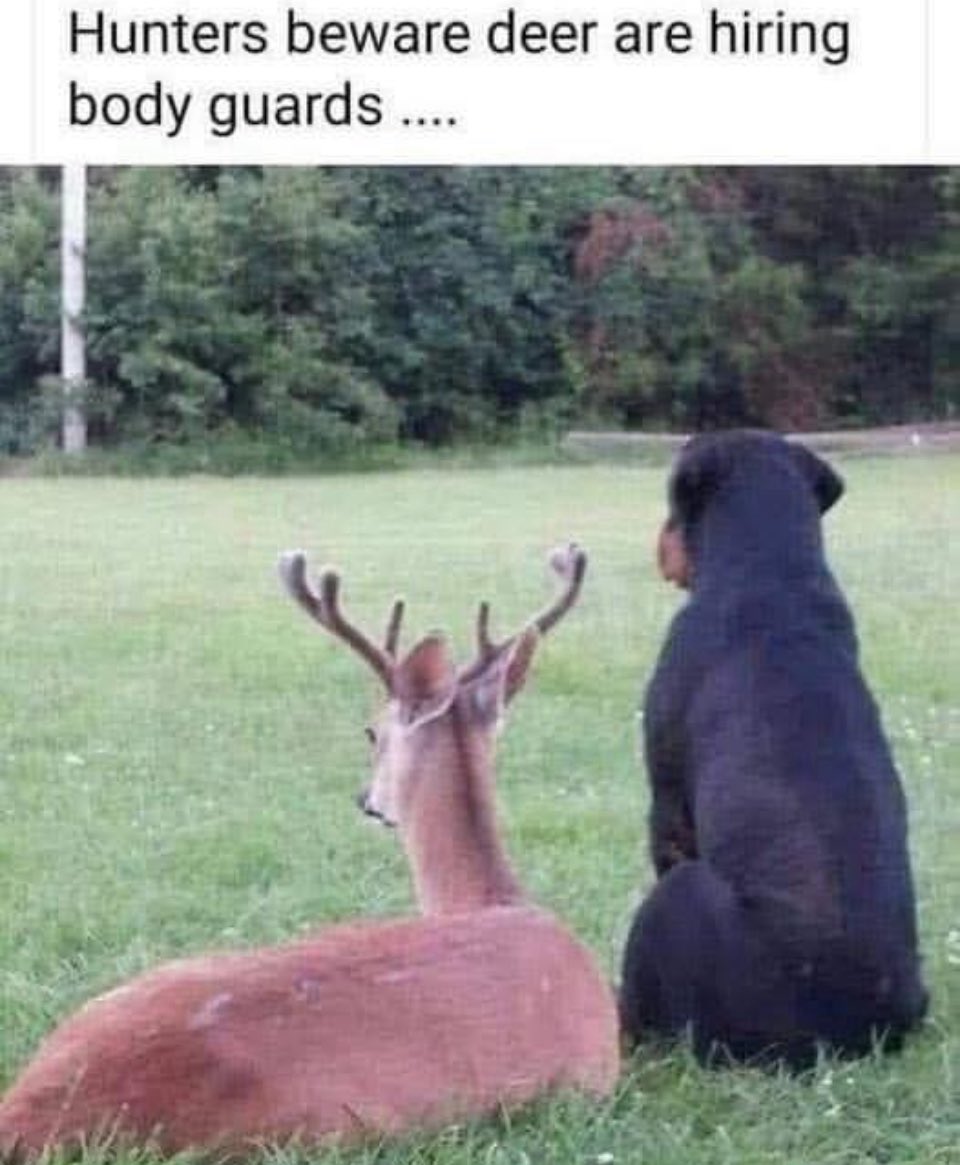 Dammit another year without a successful hunt 😤