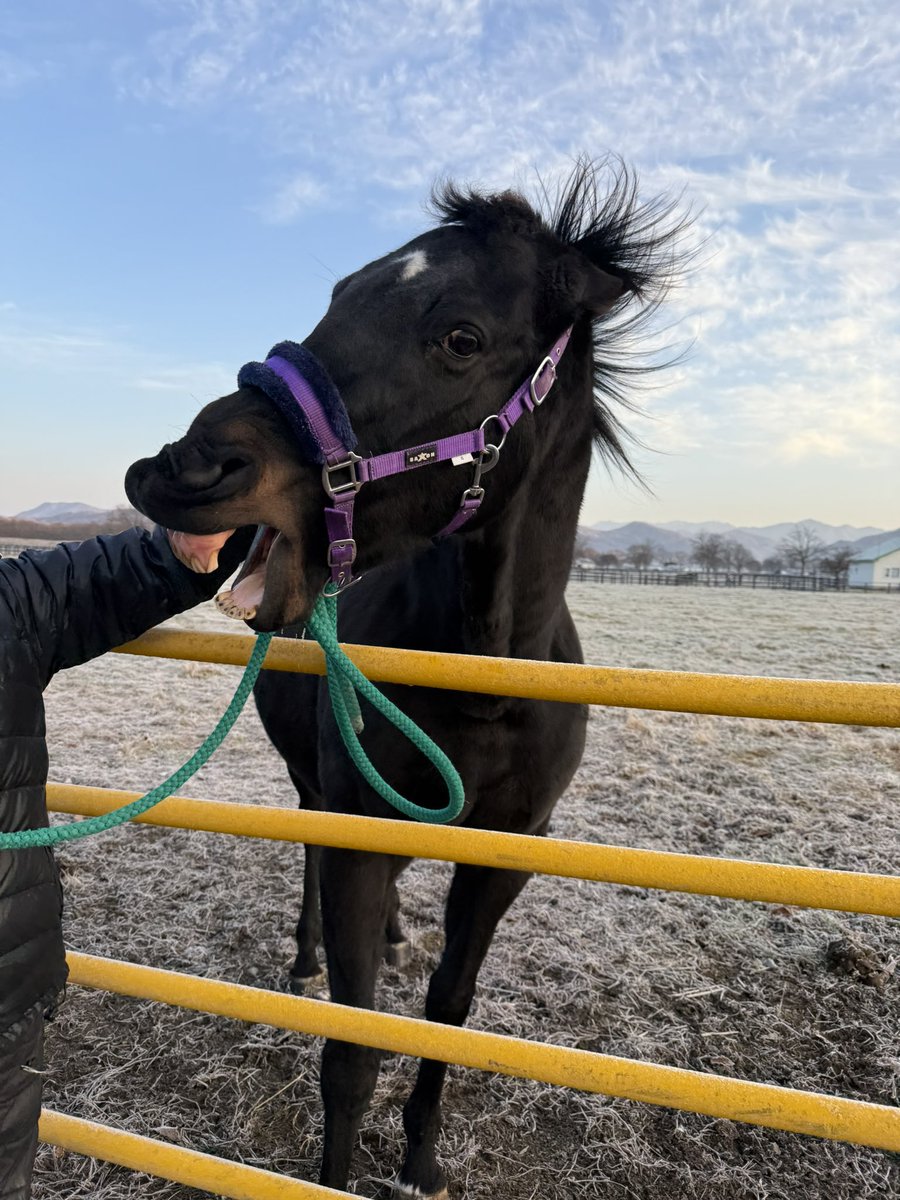 tominafarm's tweet image. これだけ攻防戦を繰り広げていますが、ちゃんと手加減して人間に本気噛みしてこない親分🦖
彼女なりのルーティンってことにしておきます😂