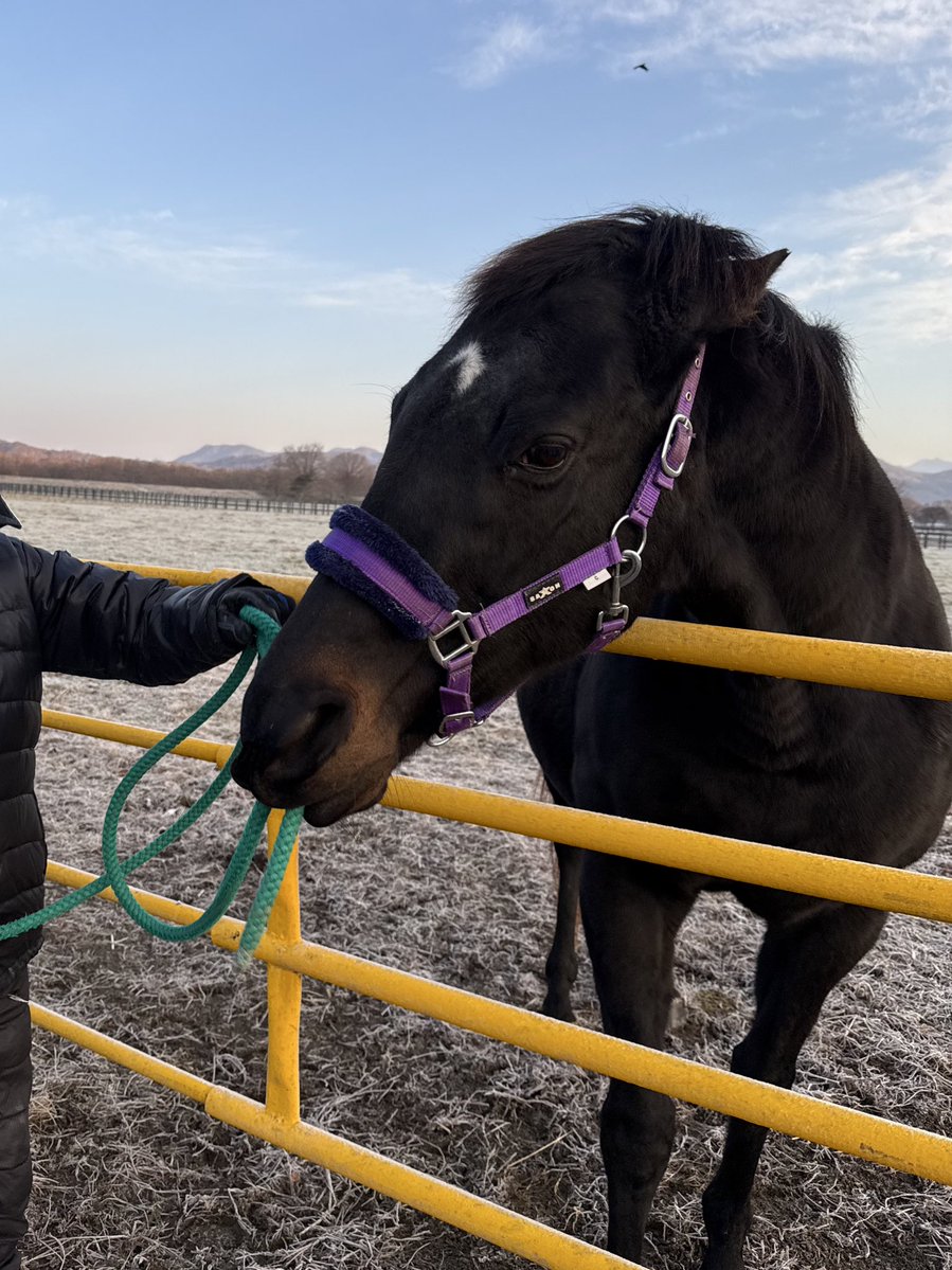 tominafarm's tweet image. これだけ攻防戦を繰り広げていますが、ちゃんと手加減して人間に本気噛みしてこない親分🦖
彼女なりのルーティンってことにしておきます😂