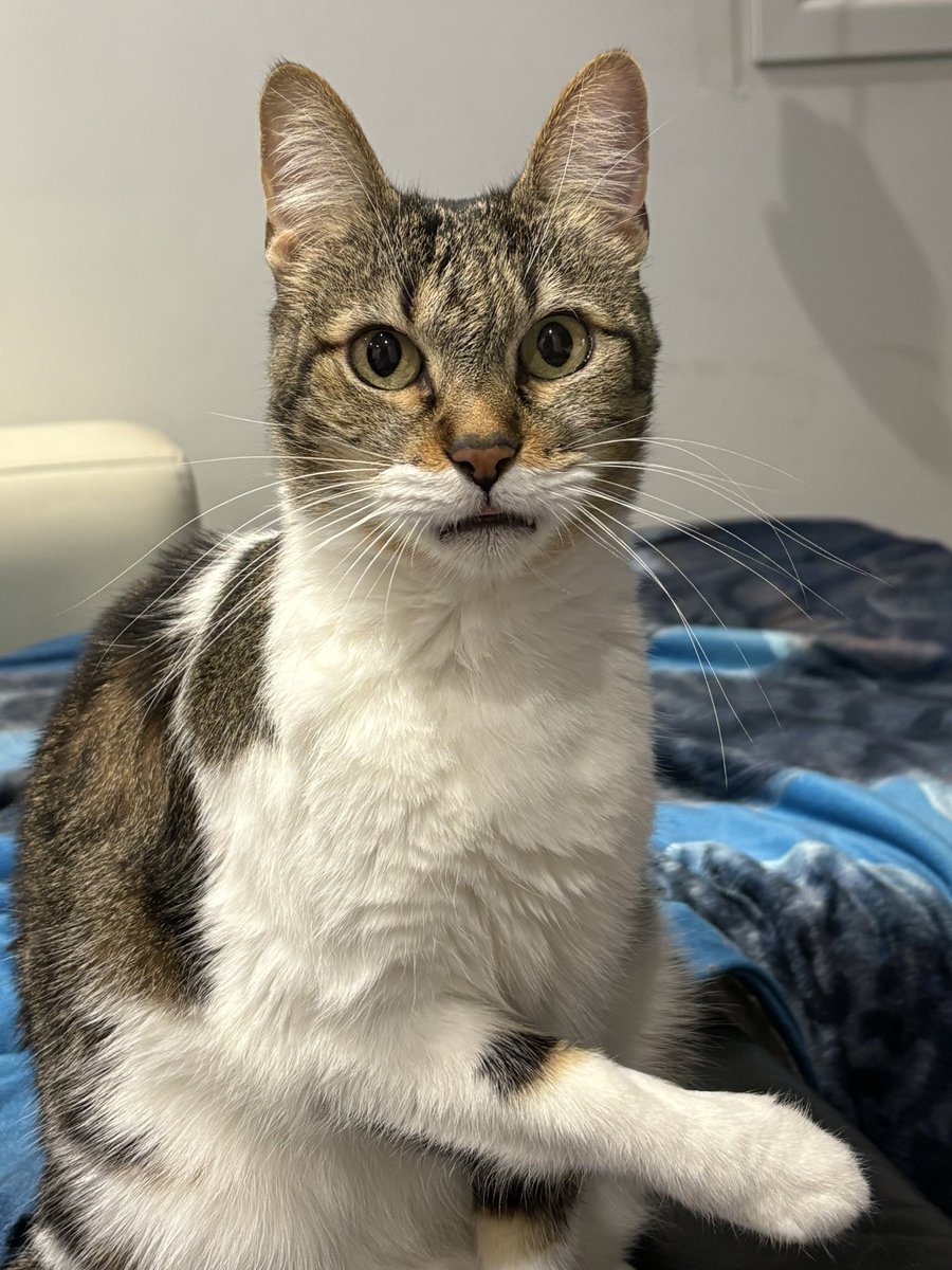 lapencadev's tweet image. Su honesta reacción cuando ha visto que habéis echado a Teyou #OTGala10