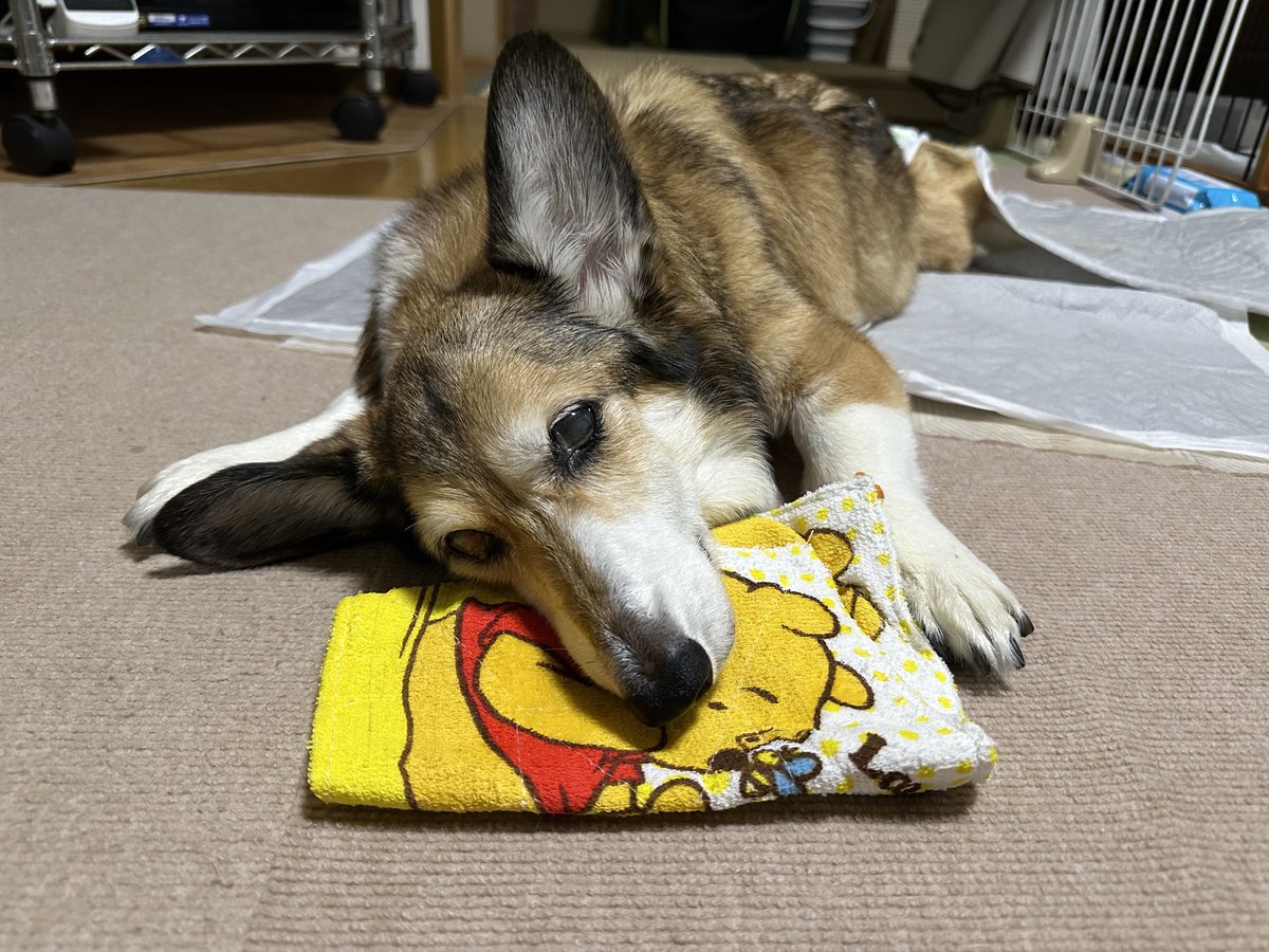 sz_code500's tweet image. おはようございます。 #corgi