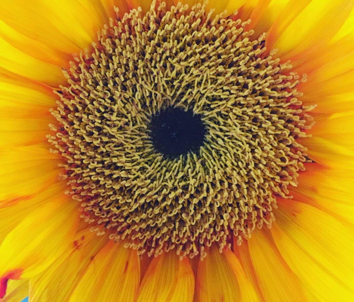 RadicalLib's tweet image. Sunflower. Photo by my wife.