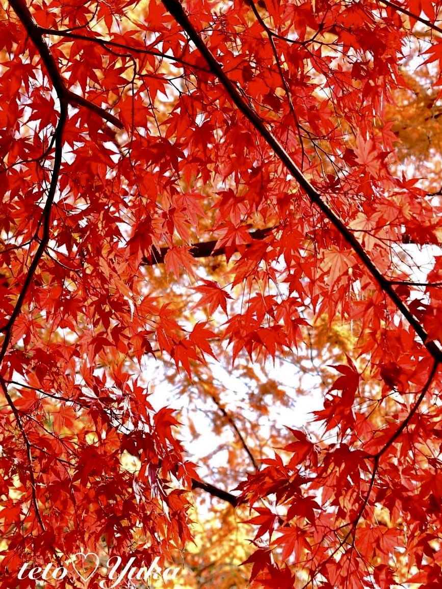 Nature Plants_hana_ Community on X - 289 Members