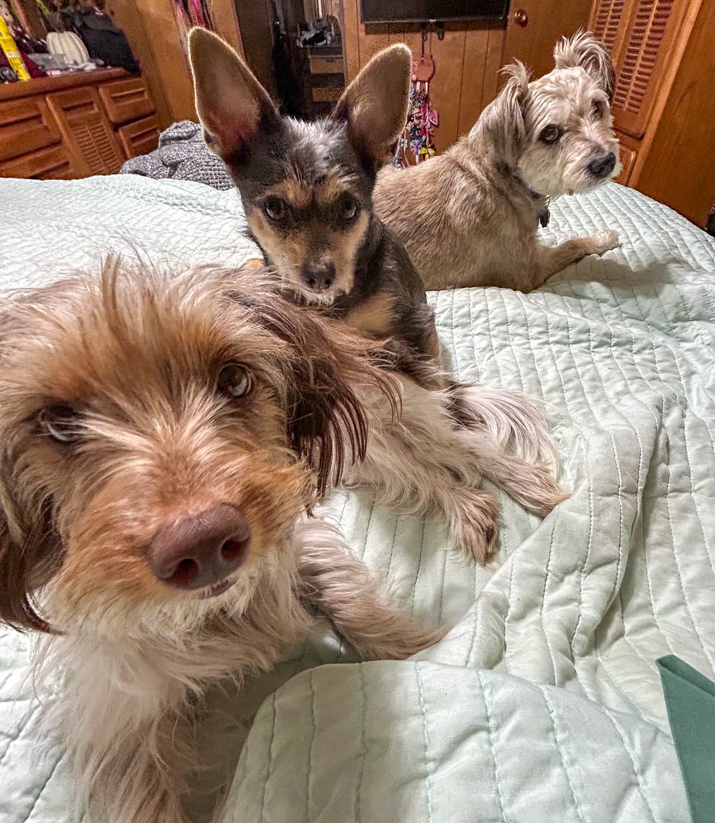 bandstreats's tweet image. Can you tell it’s dinner time? #DogTwitter #Schnauzer #DogPile #BubblesAndSqueakTreats #ThankfulPups #SmallDogSoBigHeart #Dogsoftwitter #DogCuddle