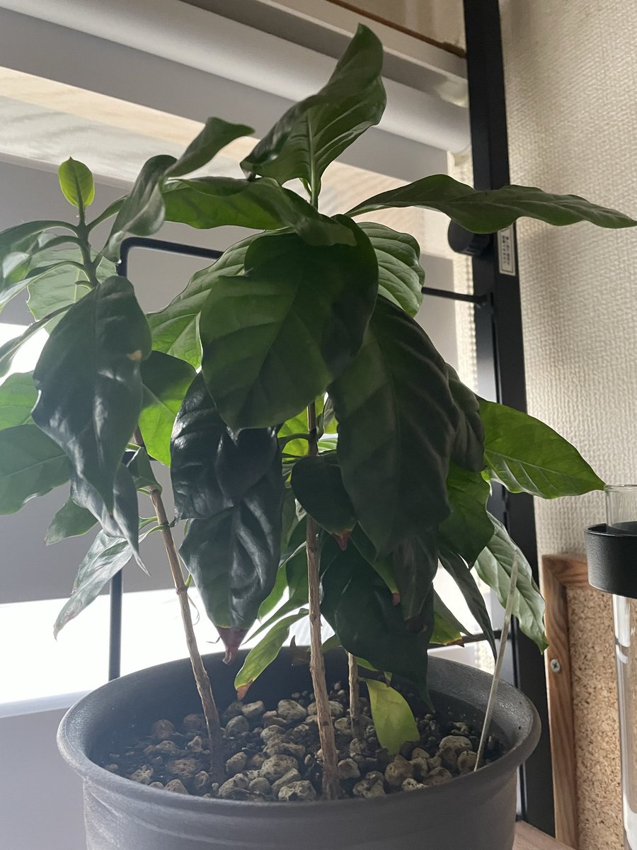 ahmad_coffee_S's tweet image. 今日のコーヒーはインドネシア🇮🇩「Kapal Api」
トーストを添えて
#アマドコーヒー　
#コーヒーのある暮らし 
#コーヒー好きな人と繋がりたい 
#コーヒー