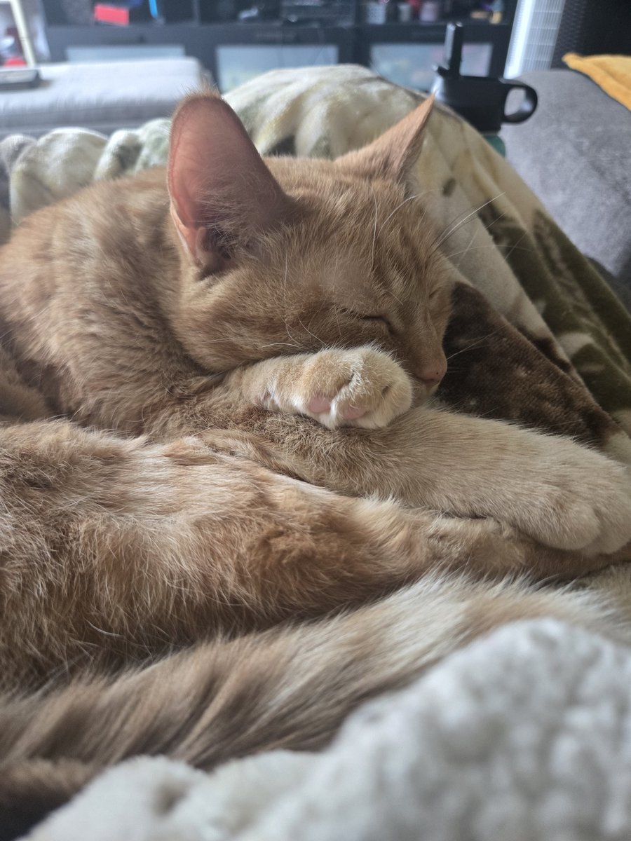 Edison is currently missing inside of a hole at a sitter's house. Here's to hoping he shows up soon. I'm super anxious and upset. But I know they'll get him out ;-;