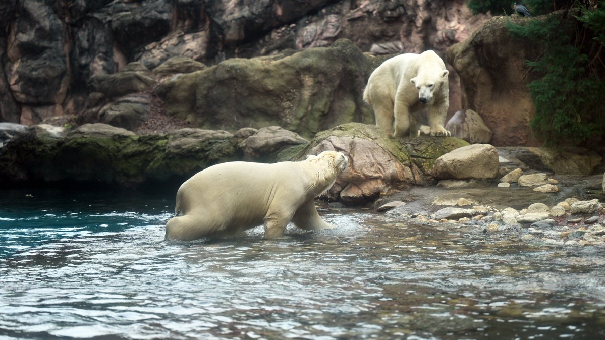 zooman_koichi's tweet image. どちらが親でどちらが子か わからなくなってきた...
#ホッキョクグマ #ズーラシア #polarbear #ZOORASIA