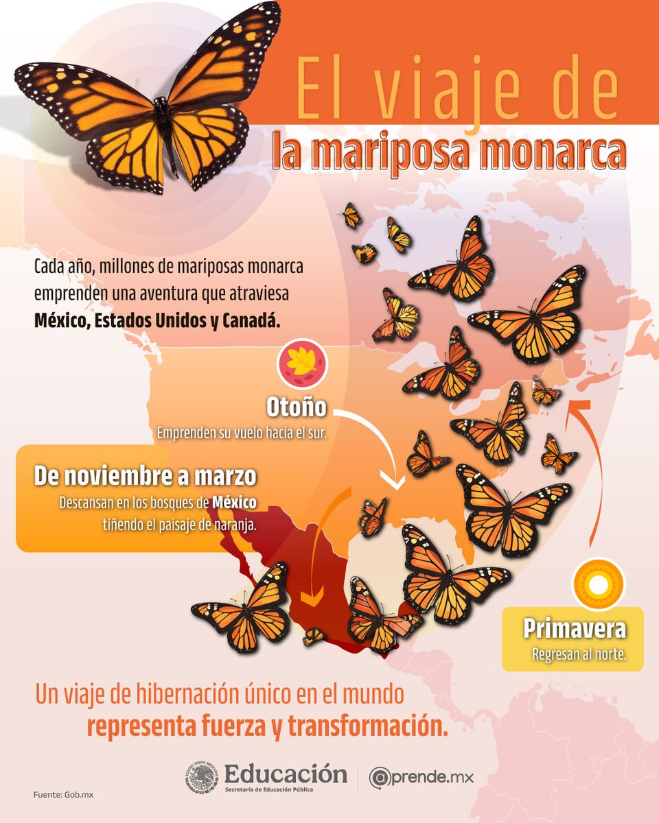 Alas que cruzan cielos, estaciones y fronteras. 🦋🌥️

El viaje que, guiado por la fuerza de la naturaleza, no se detiene. 

La #MariposaMonarca nos recuerda que todo cambio puede ser hermoso. ✨😱