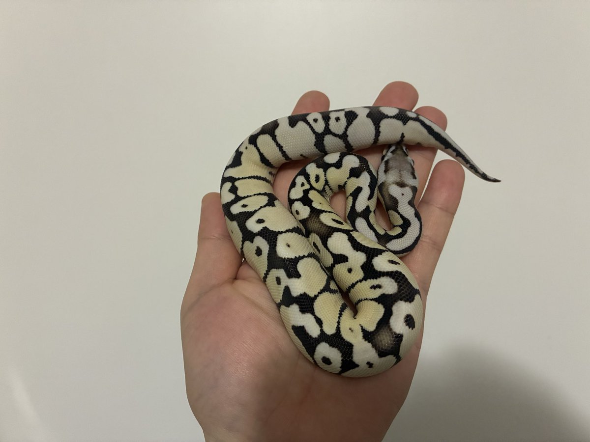 パステルTSK Axanthic DG☺️