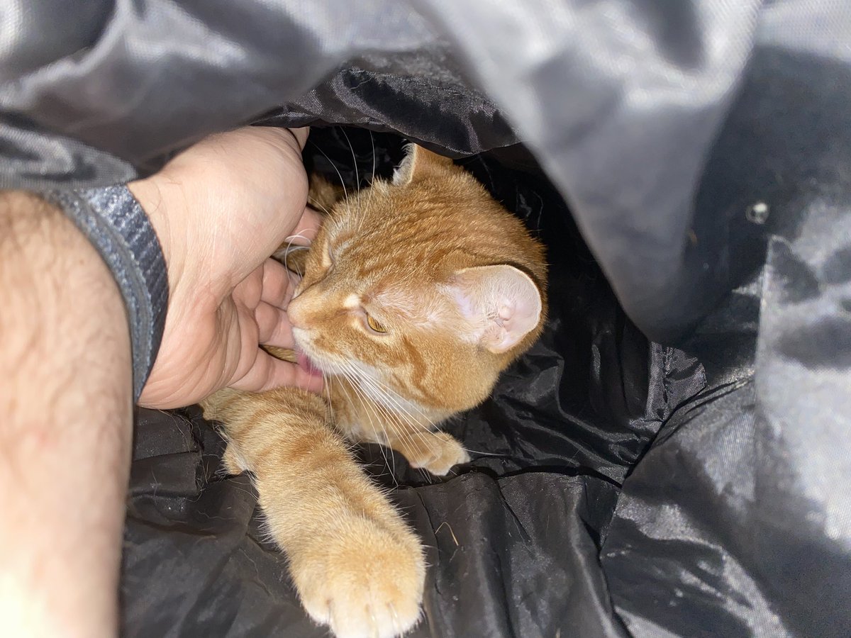 I’ve made a mistake. Dandy is in her donut and I reached in to pet her. 

She has claimed the hand. So now I’m stuck here until she decides she no longer wants it.