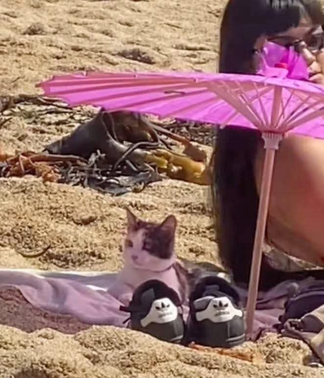 Animalesaprieto's tweet image. La vida me pide mucho, y yo solo quiero ser ese michi en la playa: