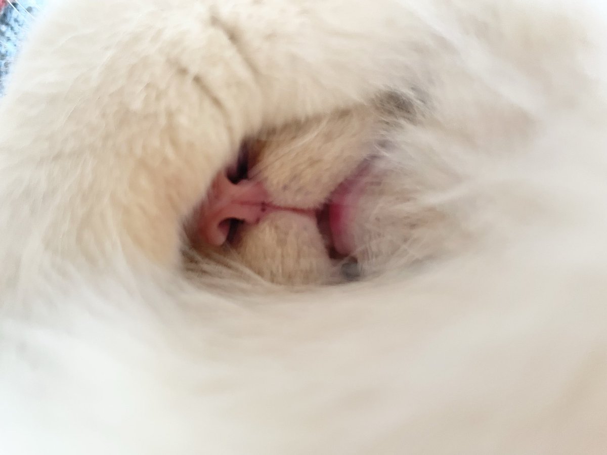 てと (@basteto3) on Twitter photo 