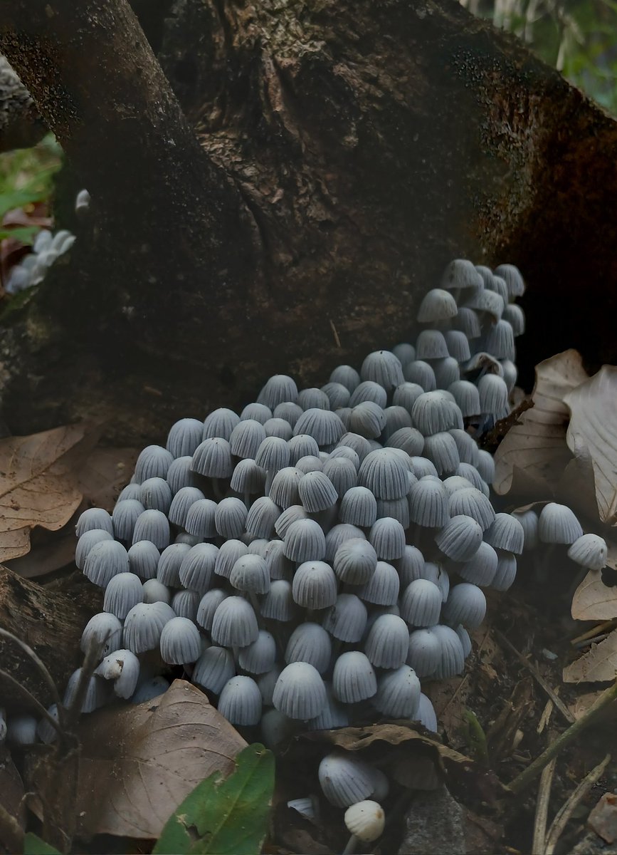 e esse fungo que fotografei mais cedo que parece centenas de manu gavassi com cabelo platinado