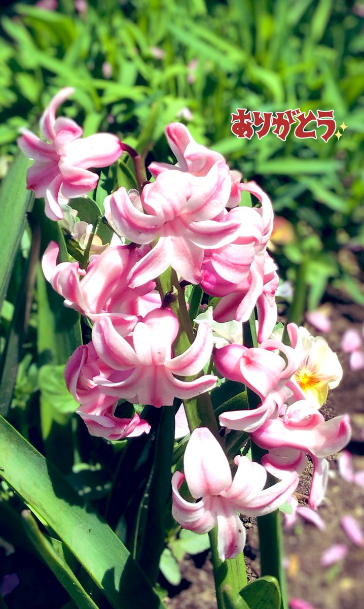 x.ohana_smail.x様♡ ご連絡待 ブライスハウス   ７月２０日追加 かめきち (@E9Ep7HchhwchZot) / Posts / X