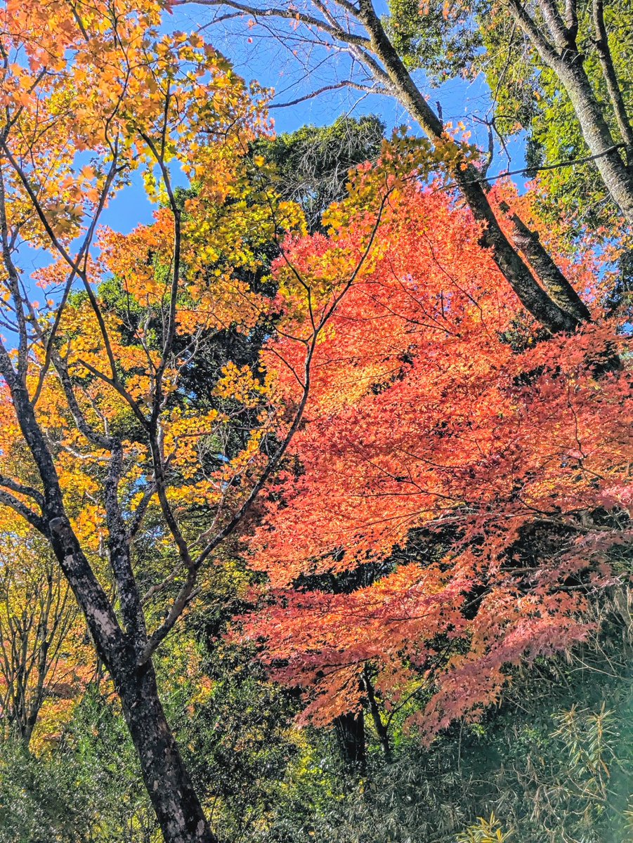 JS2PMG's tweet image. おはようございます😃
今週は火曜日からの
スタートよろしくね😉👍✨

写真は愛知県民の森です🍁🌳