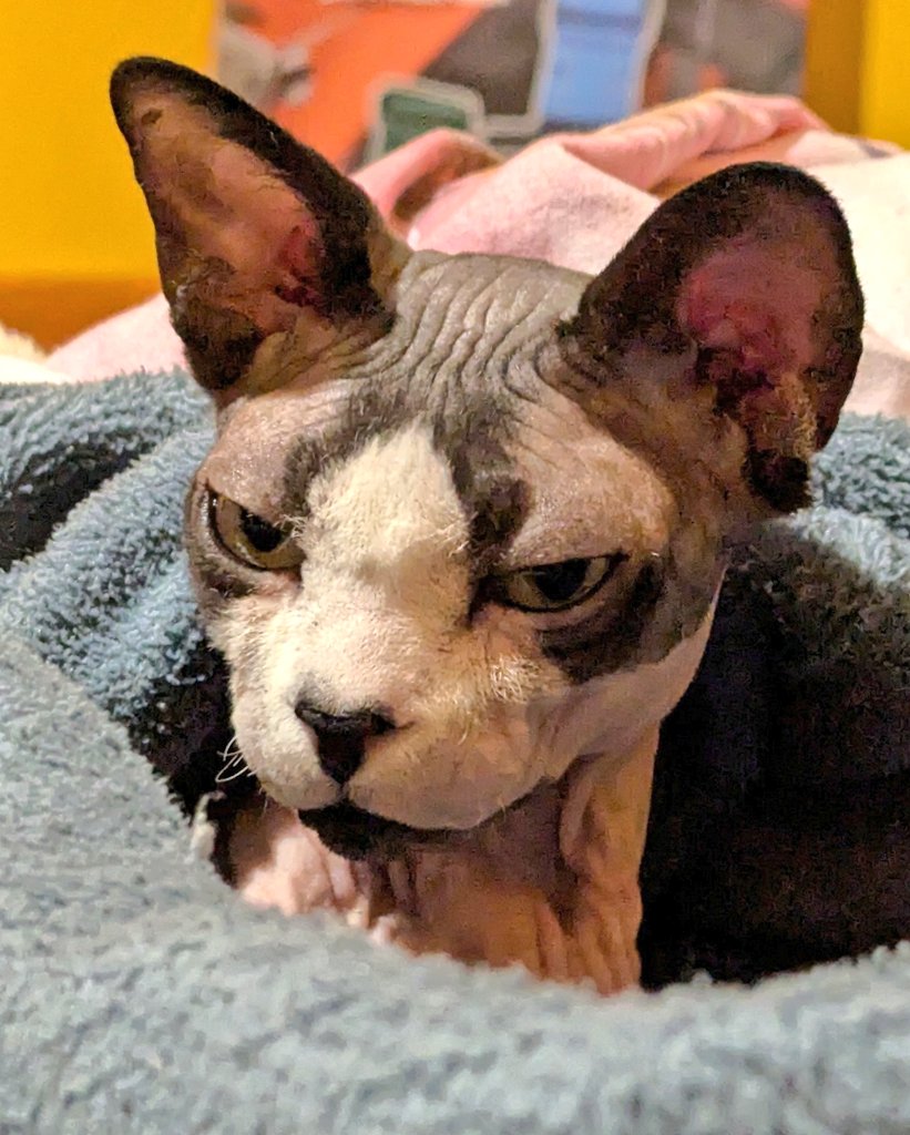 йобана русня розбудила і вигнала з коцика маленького лисого кота Драматизатора, і тільки за це вони всі заслуговують померти від розриву всіх судин