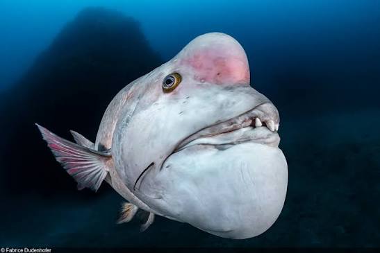 No one:

Absolutely no one:

The fish after 3 corpses full of bathtub troonshine: