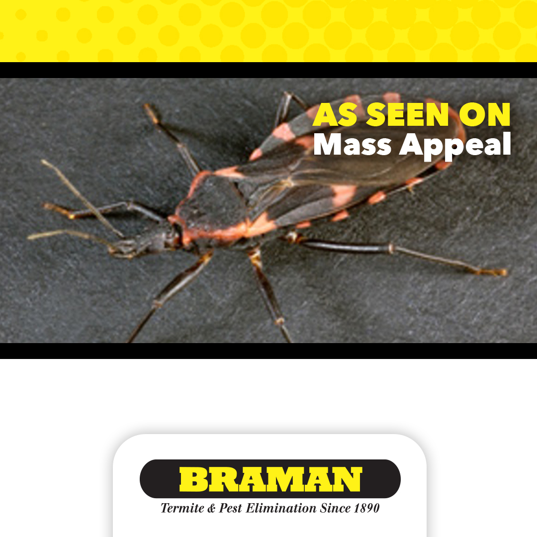 If you'll be heading to any rural southern areas for the upcoming holiday season, you'll want to watch Natasha in this Mass Appeal segment talking about the not-as-cute-as-it-sounds #KissingBug—and the disease it can spread: bramanpest.com/news/kissing-b…. #ChagasDisease