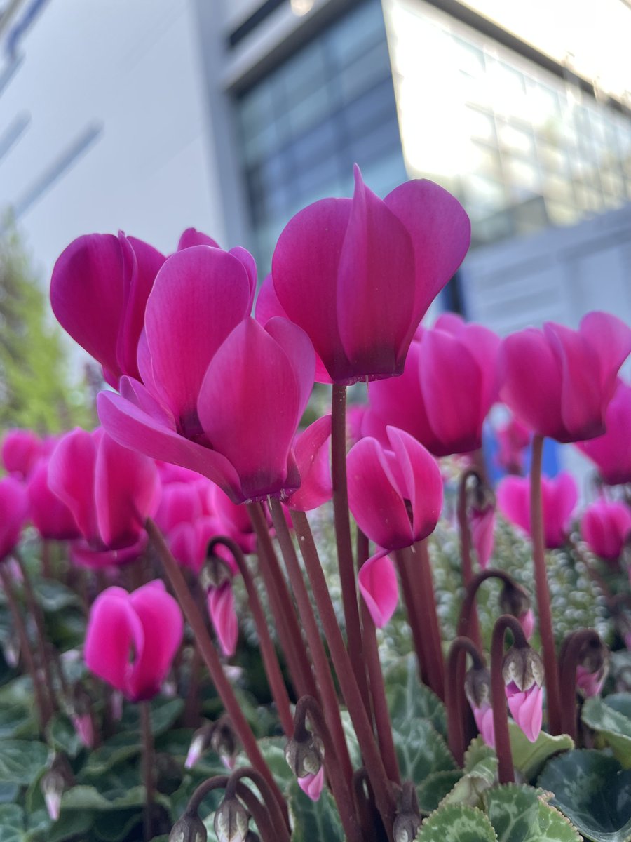 kero_yumi's tweet image. #シクラメン #cyclamen #シクラメンの花 #道端の花 #flowers #flowerlover #flowerstagram #flowergram