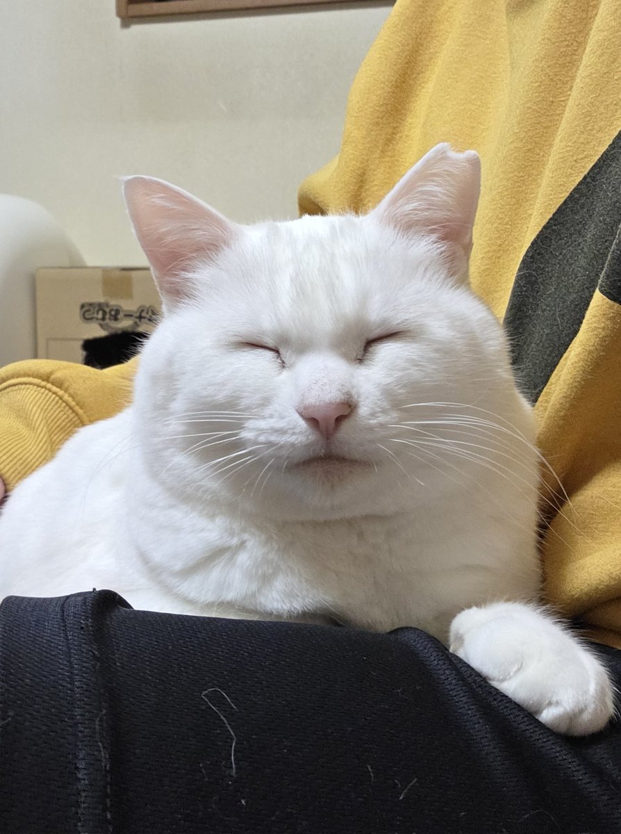 ちったん (@NYANMARUKE) / Posts / X