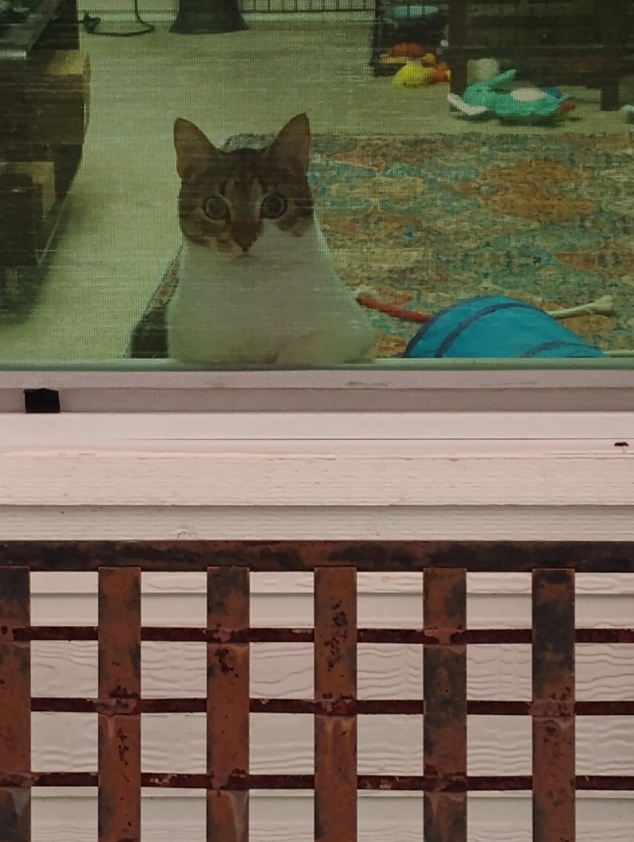 Do you ever get the feeling you are being watched <a href="/BogartSmith3/">Jared A very importantBear🧸</a> <a href="/anjeleena_lee/">Angela 🧡🕊</a> ? I was outside with the dogs and looked back to the window and saw this... 😼 Little Bogart the Watcher.