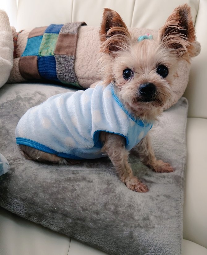 うし丸 うし丸🐮 (@ushimaru0901) / Posts / X