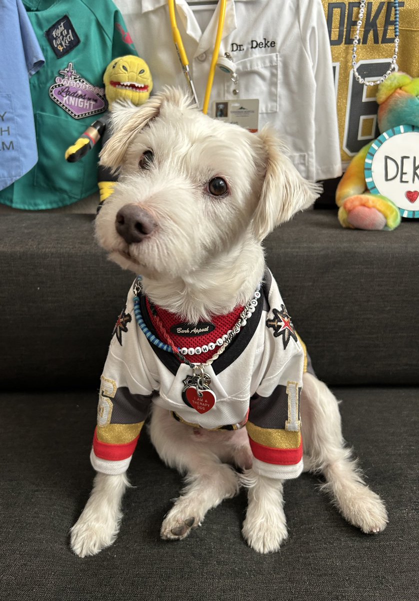 I’m ready for the hockey!
~ Deke🐾
#GoKnightsGo
#VegasBorn               
#VGKvsUTA
#GameFace