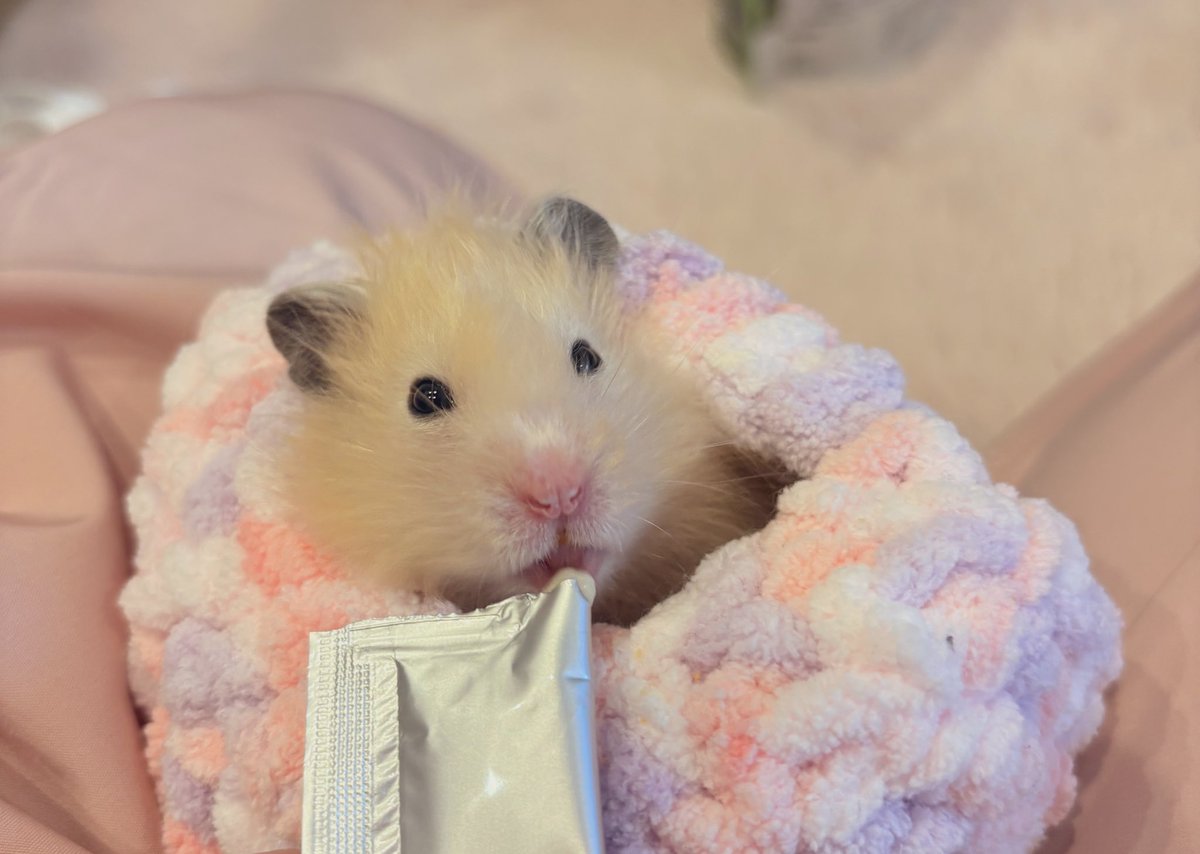 ハムスター捕獲器でハムスターを捕獲