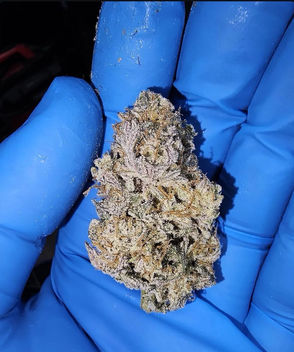 OGRascalGas's tweet image. Grape Pie.🍇 🥧 A Cherry Pie × Grape Stomper child.
Delivers that classic purple sweetness with a calm, uncluttered ease. Flavorful, fragrant, and known for a gentle wind down.