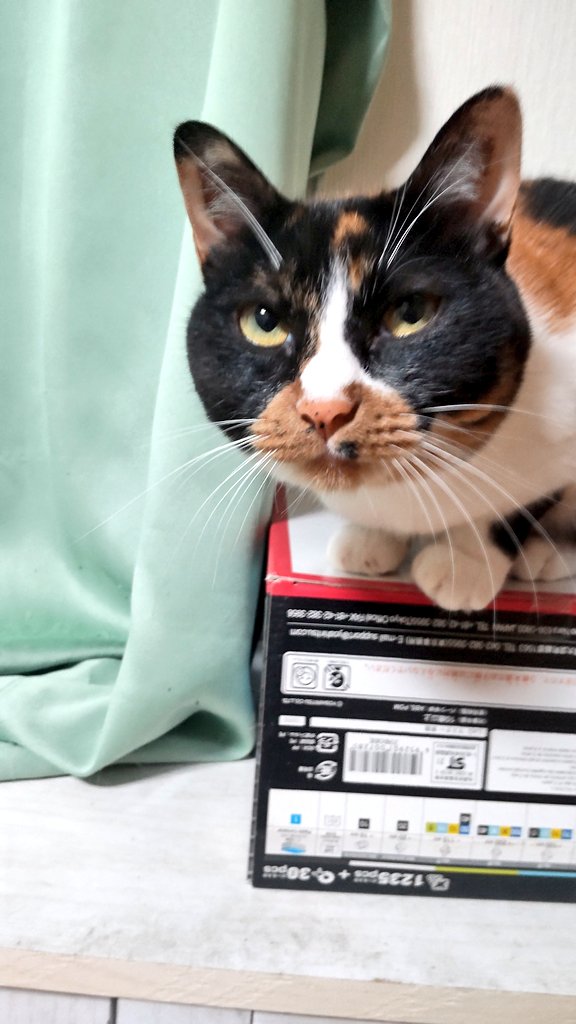 あーらん❣️在庫整理中オーダーページ しまむら (@shimaisland) / Posts / X